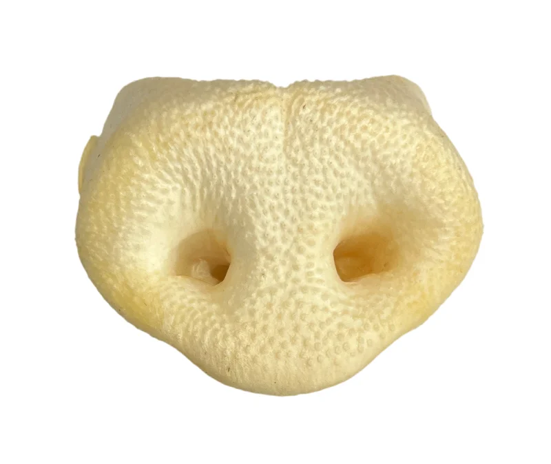 Pig Snouts NOSE Not Freeze Dried